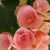 春を呼ぶ花たち