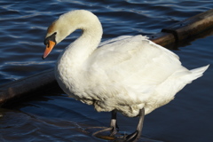 城沼の白鳥さん