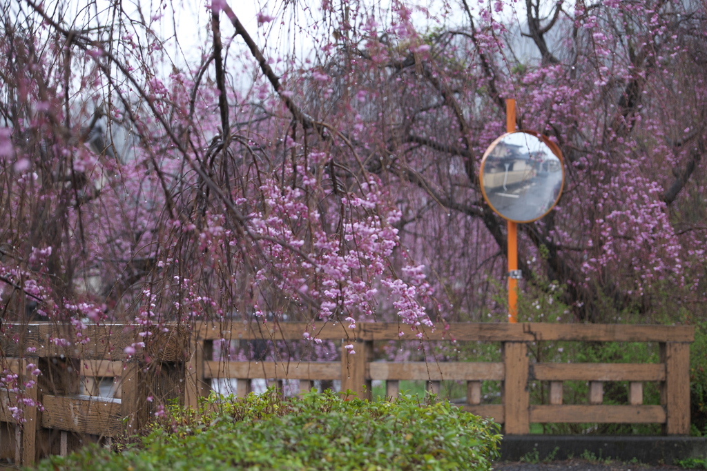 雨の日の桜♪3