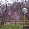 雨の日の桜♪3