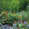 公園の花たち♪6