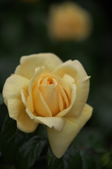 伊那の薔薇Ⅱ♪1