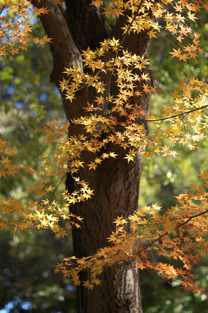 晩秋の紅葉・鑁阿寺（ばんなじ）♪9