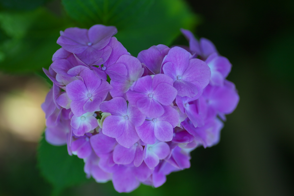 太平山の紫陽花♪9