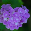 太平山の紫陽花♪9
