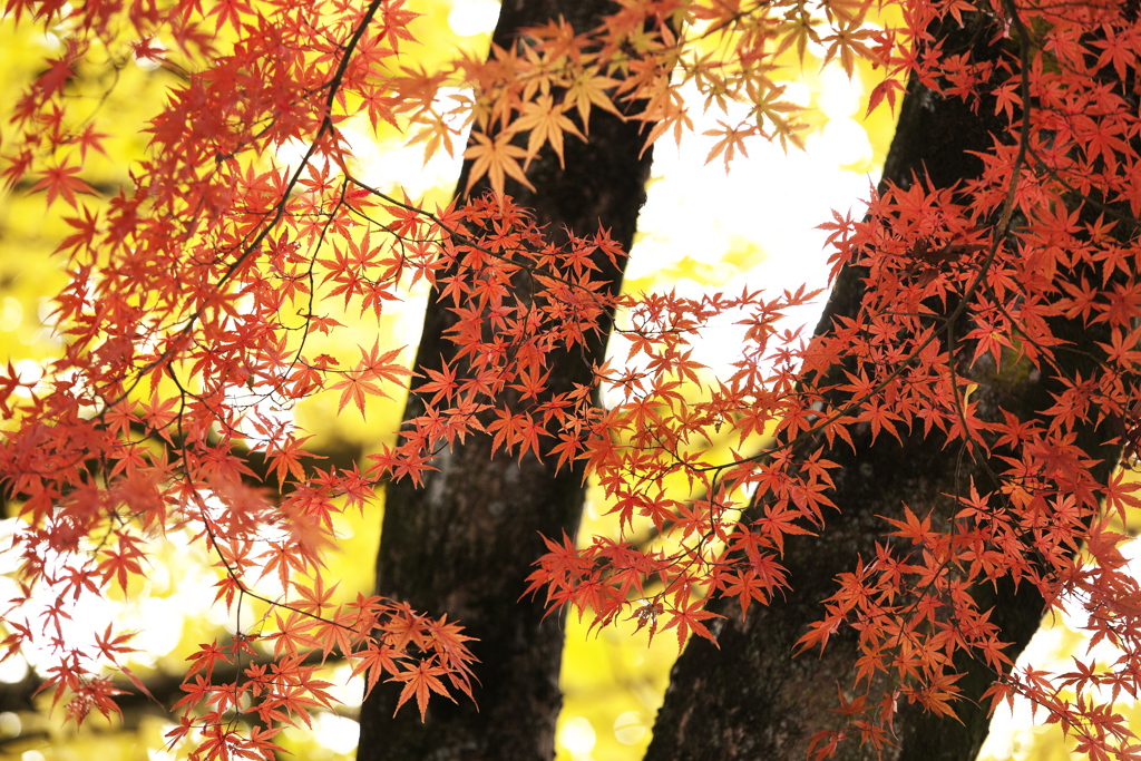 紅葉の頃・太平山♪11