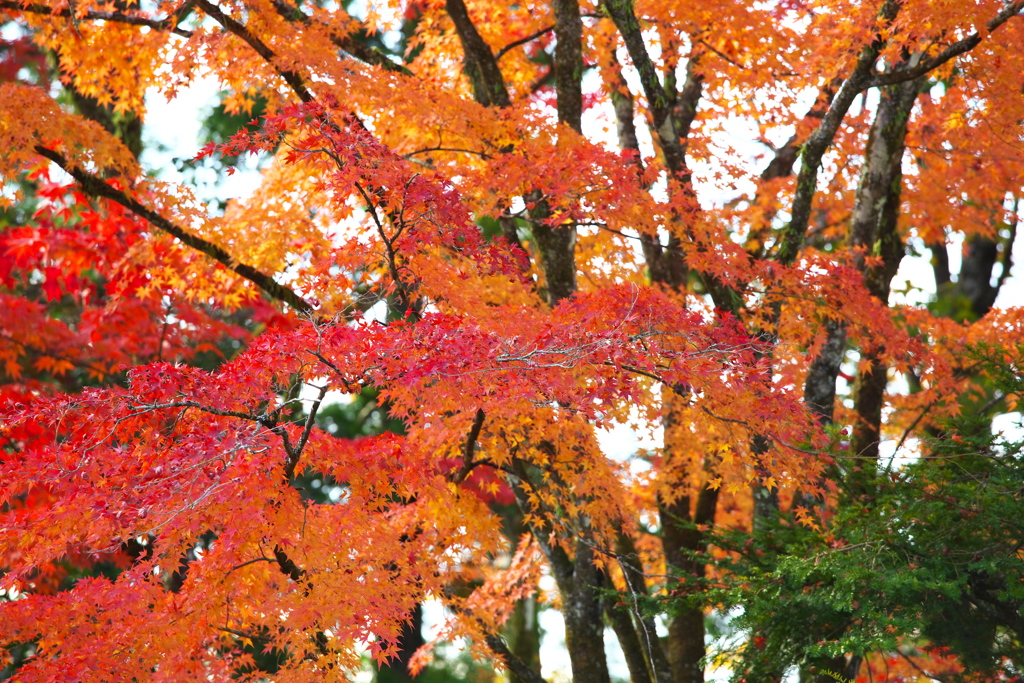 逍遥園の秋♪１