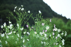 秋の華♪1
