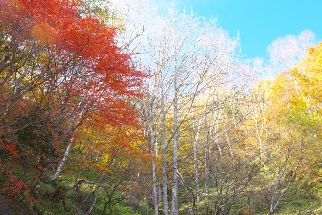 紅葉日光・中禅寺湖周辺♪1