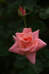 秋の薔薇Ⅲ