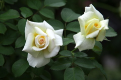 薔薇の微笑み♪14