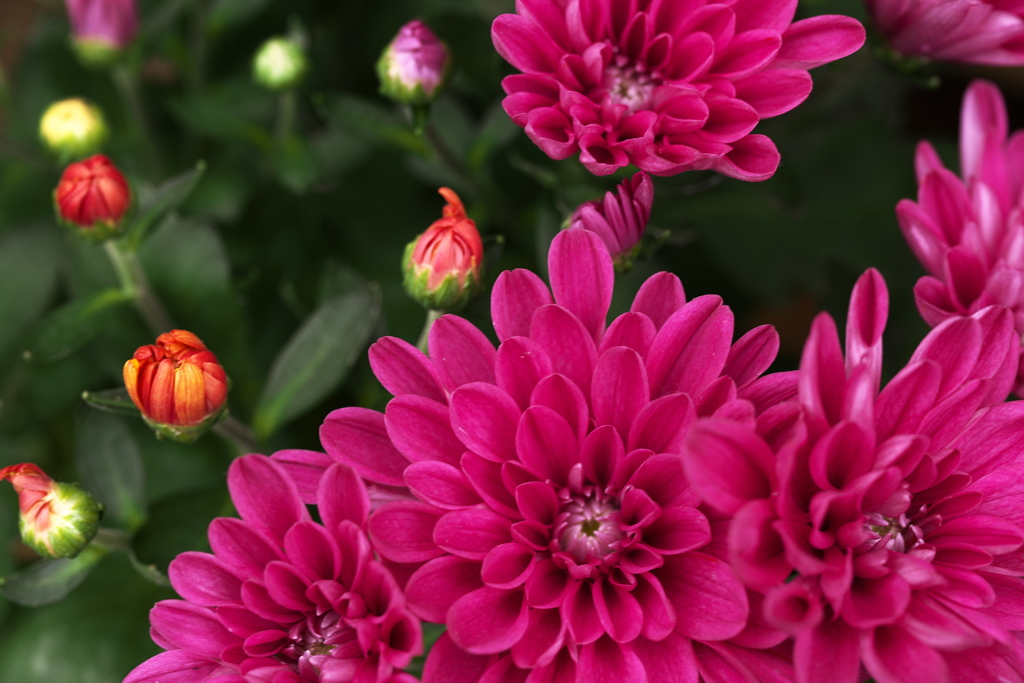 菊の花咲く頃♪3