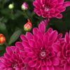 菊の花咲く頃♪3