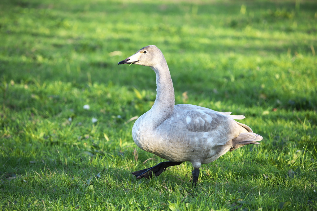 城沼の白鳥さん♪5