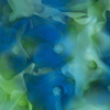 夢幻・紫陽花♪2
