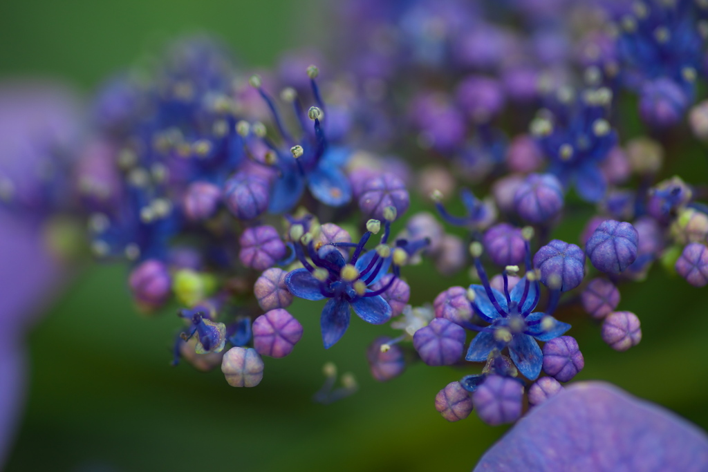 自然園の夏♪12