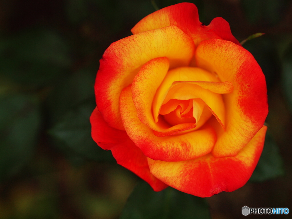 井頭公園の薔薇♪４