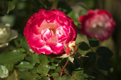 真冬の薔薇♪4