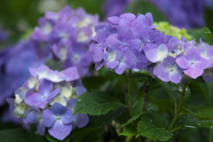 紫陽花・日枝神社♪5
