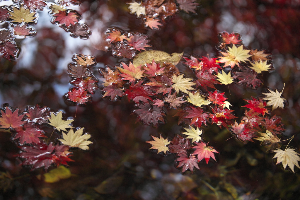 紅葉・あわの街道♪9