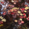紅葉・あわの街道♪9