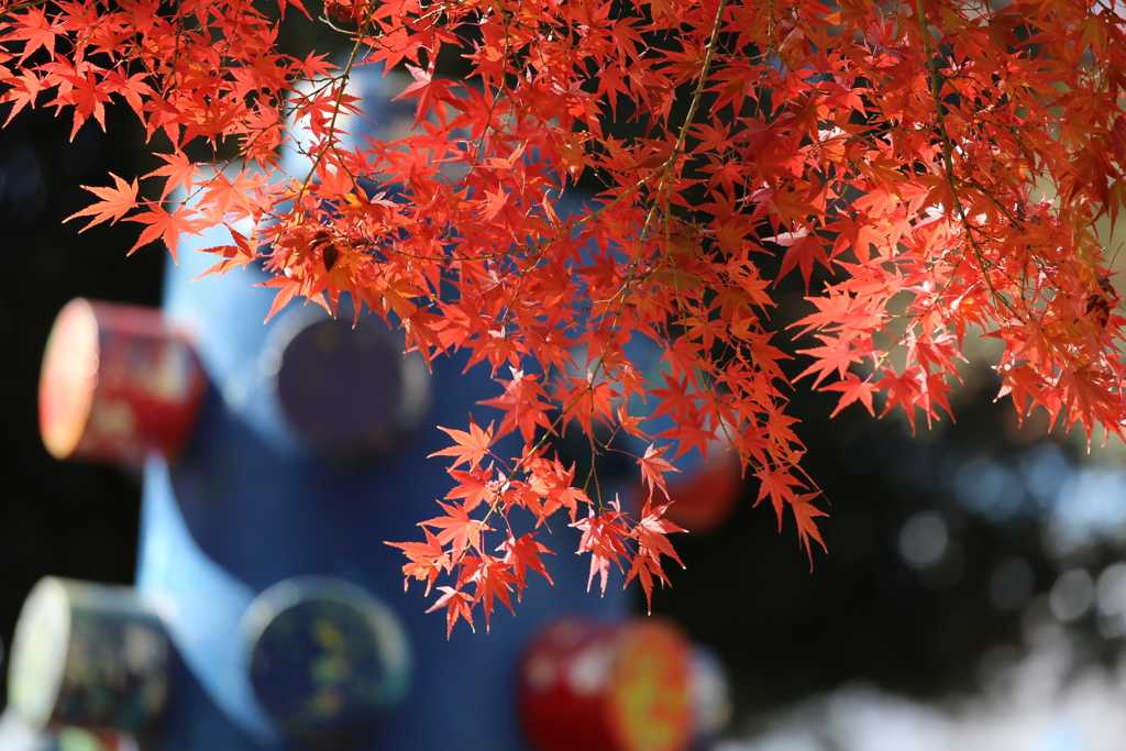 鑁阿寺の秋♪５