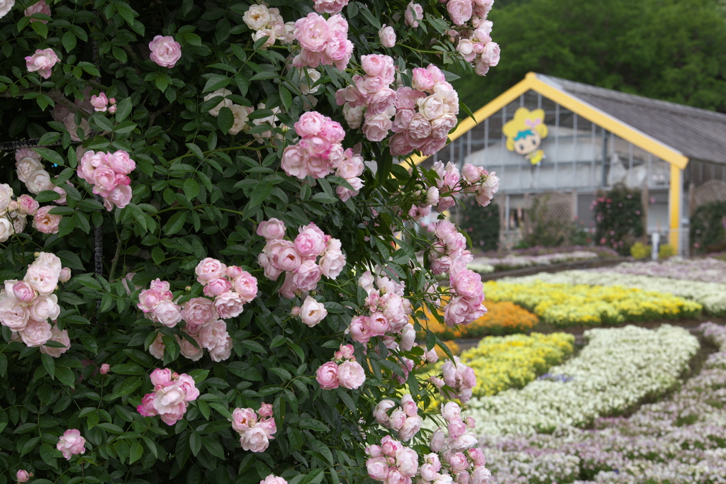 薔薇香る頃Ⅲ♪4