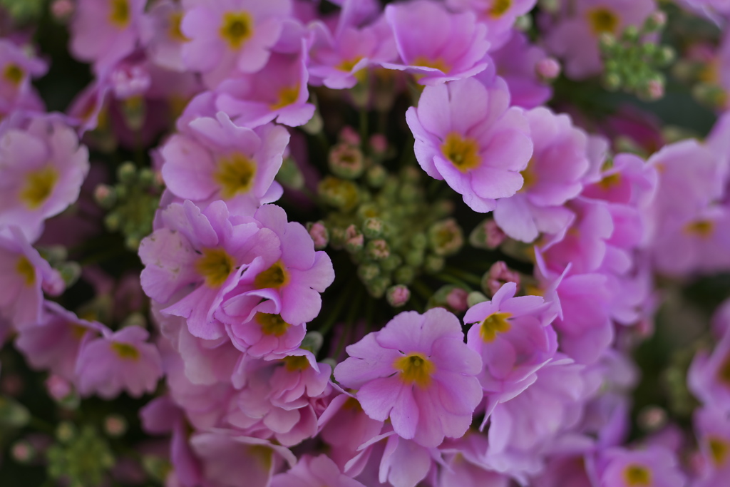 は～るよ来い♪7