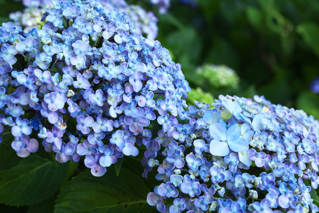 権現堂堤の紫陽花Ⅱ♪3
