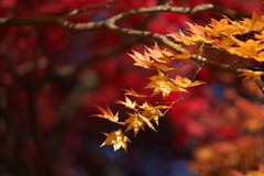 紅葉・田母沢御用邸♪5