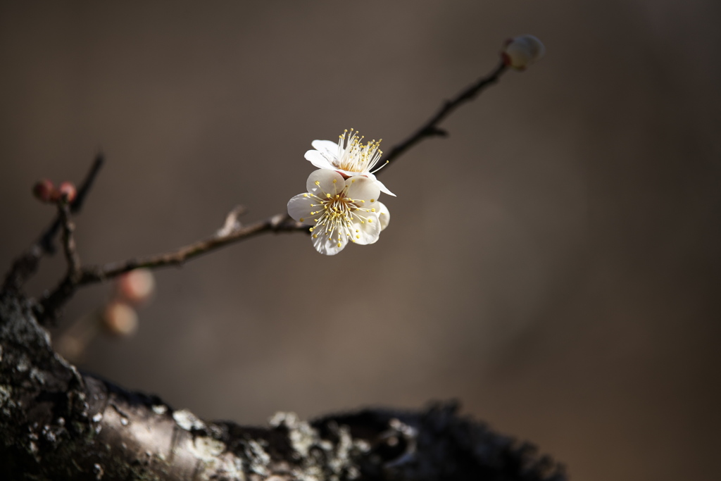 万葉庭園の梅♪5