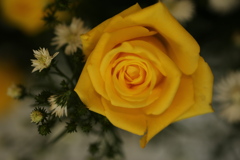 黄色い薔薇♪1