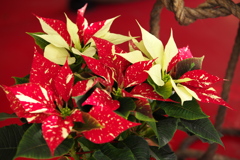 ポインセチアの季節♪5