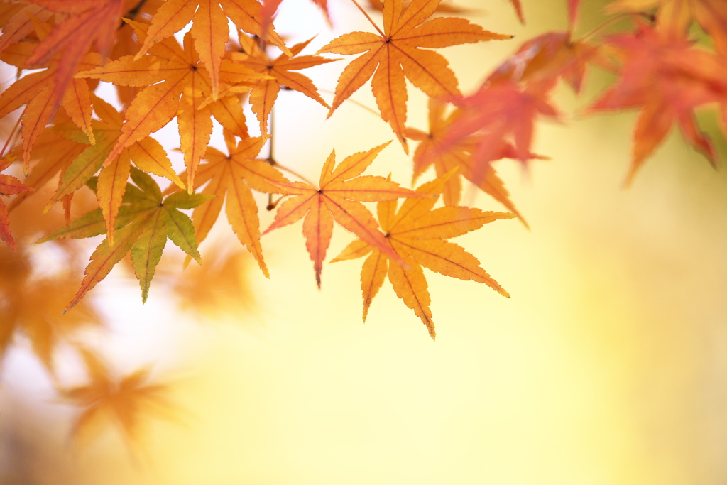 紅葉・鑁阿寺♪5