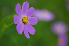 秋桜の頃♪４