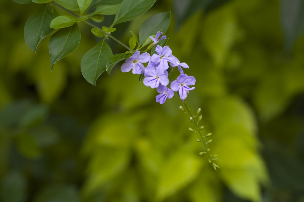 温室の花♪5