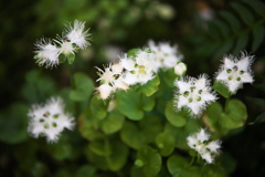 山野草の囁き♪4