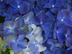紫陽花2021♪2