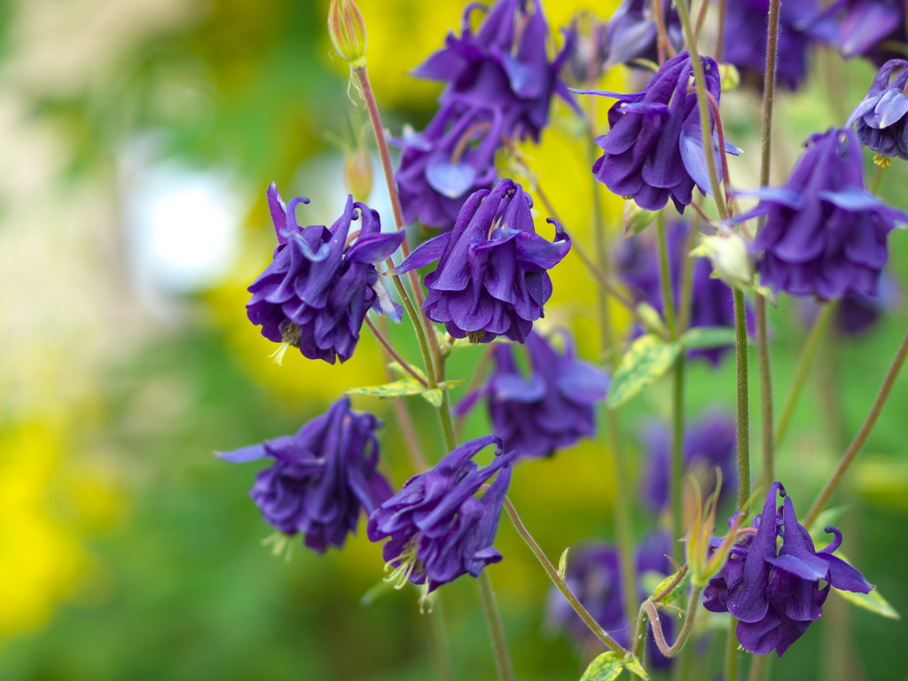 ある春の日のフラワーパーク♪４