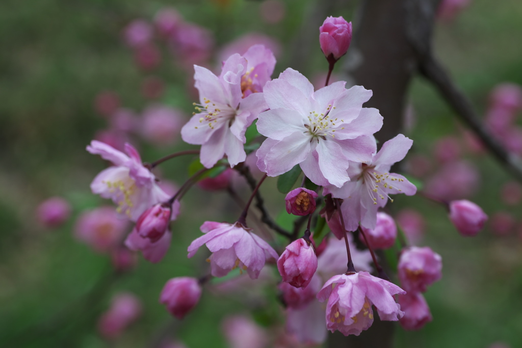 城山公園の春♪5