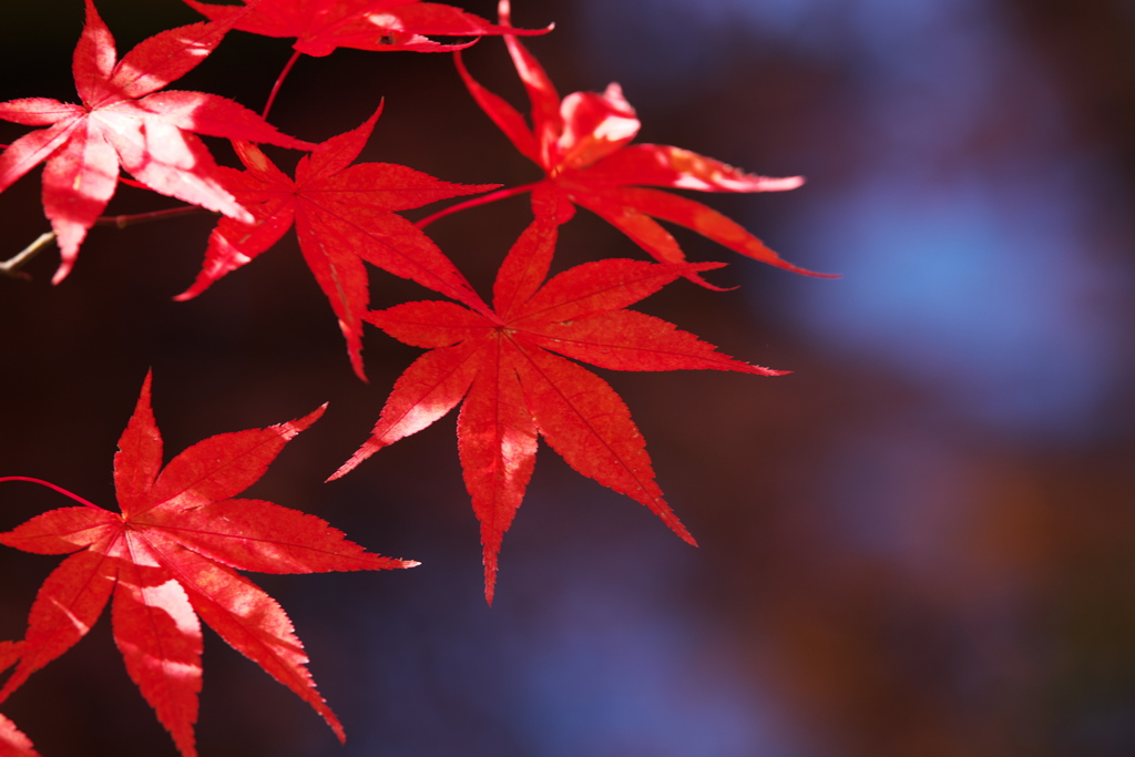 紅葉・逍遥園♪5
