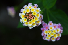 温室の花♪3