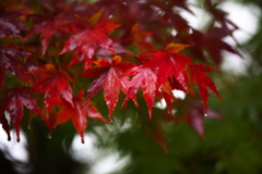 雨の日の紅葉