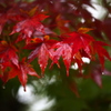 雨の日の紅葉