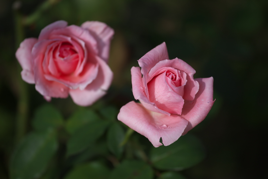 秋の薔薇・敷島公園♪1