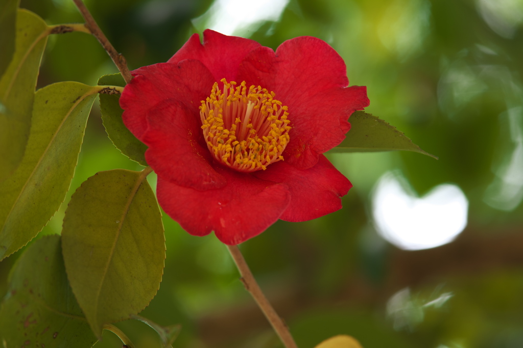 公園の春♪7