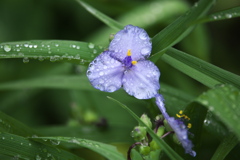 雨上がり♪1