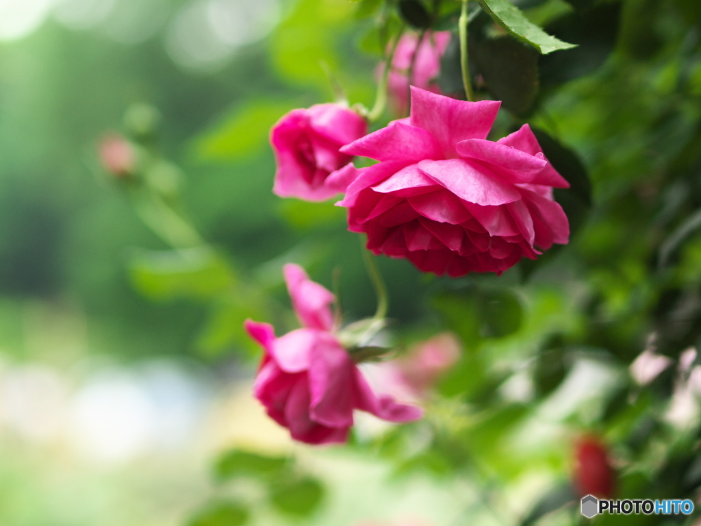 井頭公園の薔薇♪12