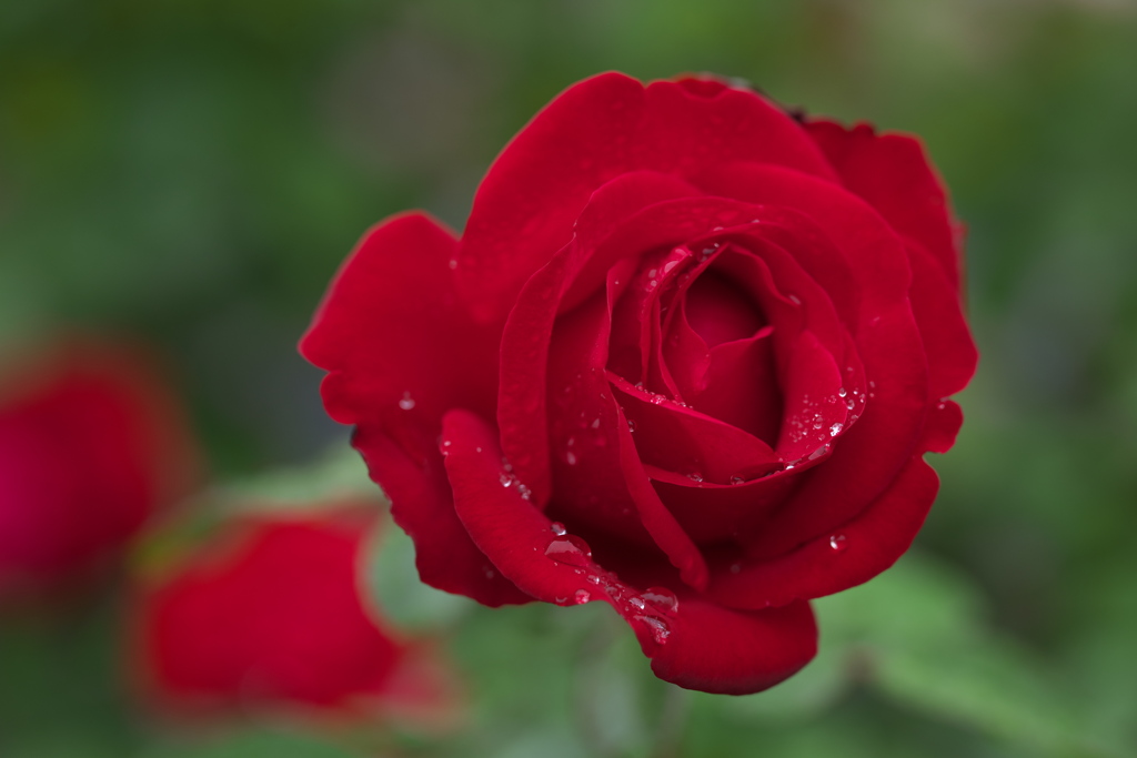 秋の薔薇♪5