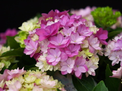 紫陽花2021♪10